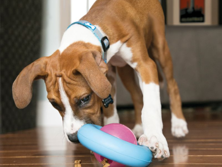 Kong Gyro for Puppies Hot on Sale