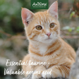 AniForte Taurine Powder for Cats Supply