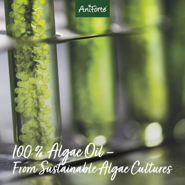 AniForte Algae Oil - Omega 3 Supplement Fashion