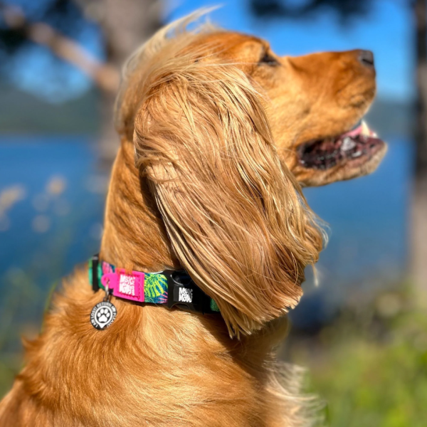 Max & Molly Tropical Smart ID Dog Collar For Sale