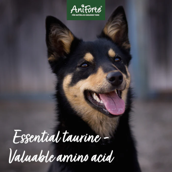 AniForte Taurine Powder for Dogs For Sale